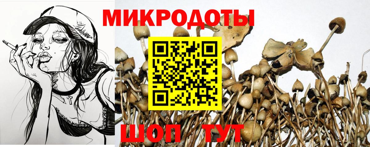 Псилоцибиновые грибы Psilocybine cubensis Карасук